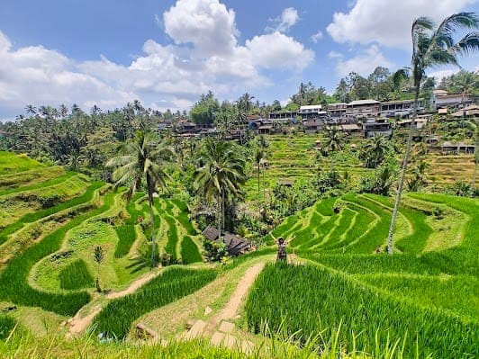 Tegallalang Rice Terraces