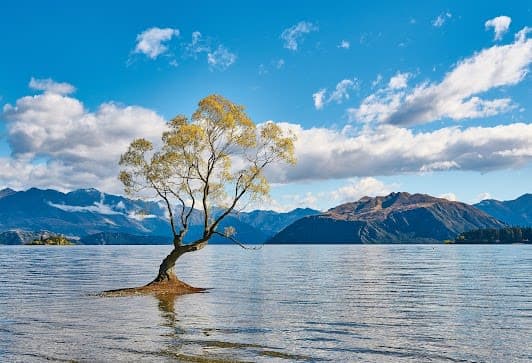 That Wanaka tree
