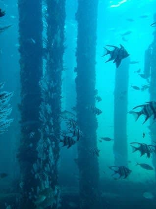Busselton Underwater Observatory